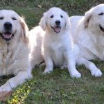 Photo de chien race Golden retriever dans un parc