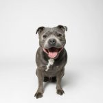 Staffie bleu qui tire la langue, le staffy bleu est heureux