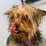 Chien qui se fait toiletter