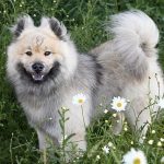 Chien Eurasie heureux qui sourit sur herbe avec fleur