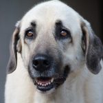 Chien Kangal en gros plan avec bouche ouverte