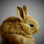 Mini lapin nain bébé sur une main
