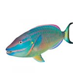 Perroquet poisson multicolore avec bouche ouverte sur fond blanc