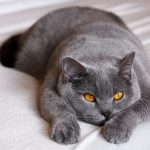 Chat british shorthair allongé sur lit, couleur gris avec yeux orange