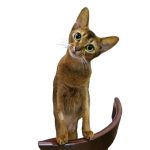 Photo d'un chat Abyssin drôle, se tenant sur une chaise. L'abyssin est de couleur marron