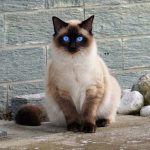 Chat balinais au magnifique yeux bleu qui fait une pose et regarde l'objectif