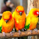 3 conure soleil sur branche d'arbre