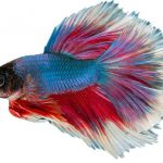 Poisson guppy : multi couleur : bleu, rouge, blanc