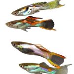 4 types Guppy endler différents en gros plan