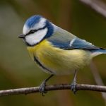 Mésange bleue sur branche d'arbre