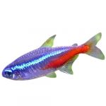 Néon poisson en gros plan sur fond blanc. Couleur bleu brillant et rouge.
