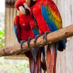 2 perroquet, couple de perroquet sur une branche