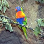 Perruche / Loris / Loriquet multicolore bleu, orange et vert (tete bleu, buste orange et corps vert) se tenant sur branche d'arbre