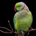 Perruche verte a collier sur branche d'arbre