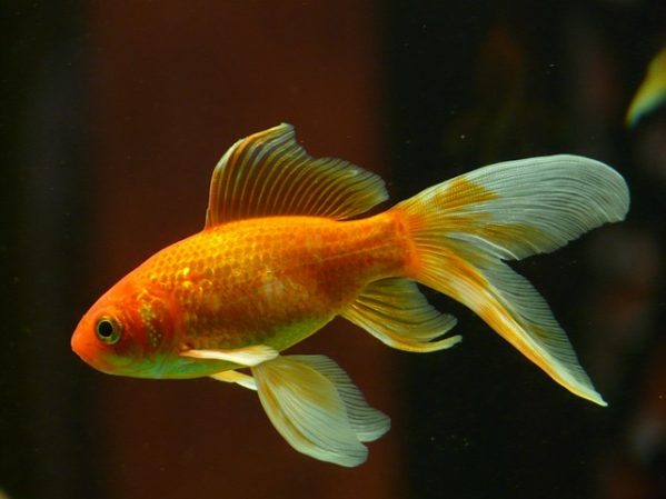 Poisson rouge - Analyse complète sur le possion rouge