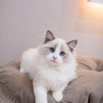 chat Ragdoll avec yeux bleu sur lit