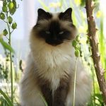 Sacré de Birmanie dans nature, le chat a les yeux bleu, le corps blanc et une partie du visage noir. La sacré de Birmanie fait "une pose" comme une star devant un photographe.