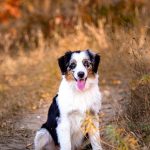 Berger australien qui sourit, le berger australien tire la langue et est heureux