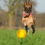 Chien Malinois heureux qui cours après une balle dans un parc. Chien heureux avec sourire.