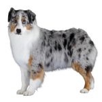 Berger australien bleu merle marron, gris, noir et blanc