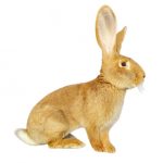 Géant des flandre beige sur fond blanc