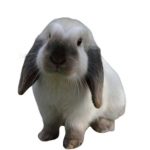 Lapin belier sur fond blanc