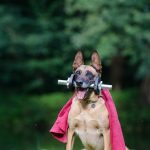 Malinois croisé berger allemand avec altère dans la bouche et cape de super héro
