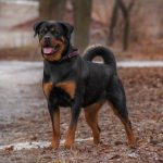 Rottweiler noir et marron qui tire la langue dans une foret