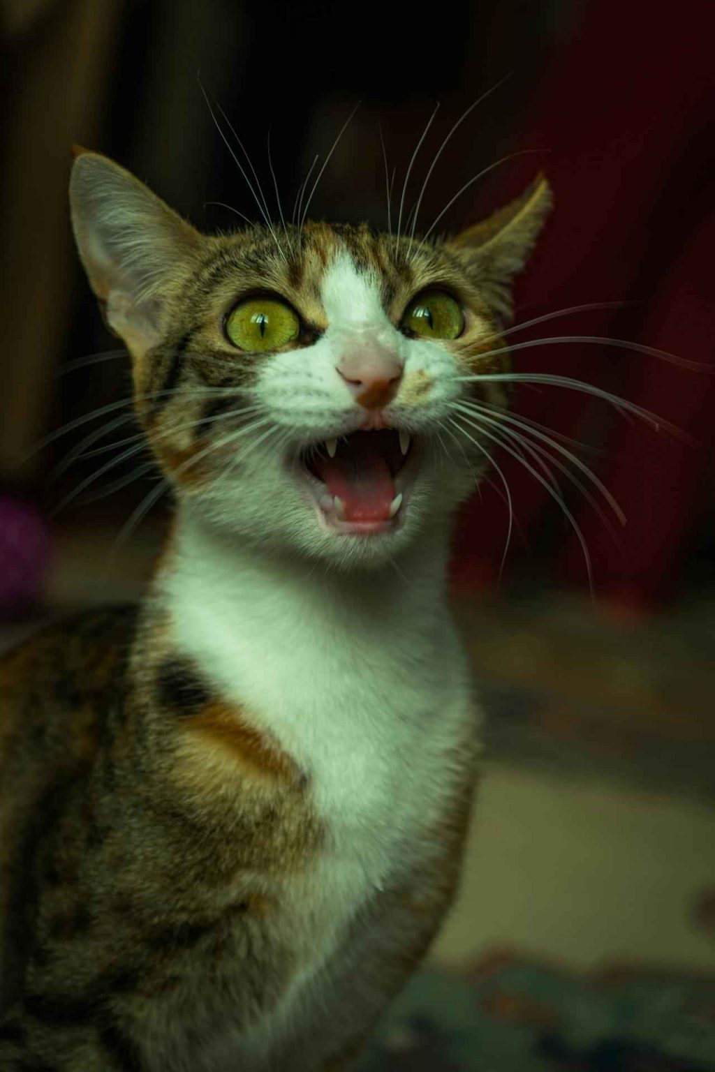 Pourquoi Mon Chat Miaule ? 10 Causes et Solutions