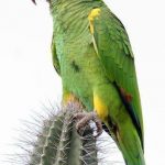 Perroquet amazone a front jaune sur un cactus