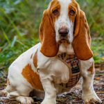 Basset hound chien assis sur herbe