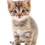 Chaton mignon, beige, sur fond blanc