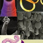 Plusieurs photo de vers qui de trouve dans l'organisme d'un chat