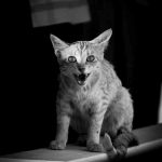 Chat qui mord et qui griffe. Le chat est agressif pret a attaquer