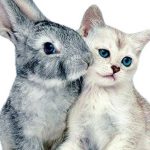 Chat et lapin qui se font un câlin