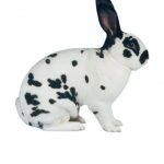 Lapin papillon blanc et noir avec oreille noir et tache noir