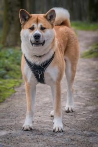 besoin du chien